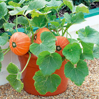 Pumpkin Plants - F1 Windsor