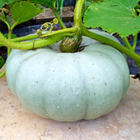 Pumpkin Seeds - Old Boer White