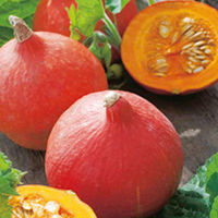 Pumpkin Seeds - Uchiki Kuri