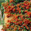 Pyracantha Orange Glow Potted Plants - 40cm+ x 20
