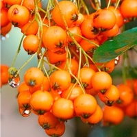 Pyracantha Plant - Golden Charmer