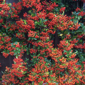 Pyracantha Plant - Orange Charmer
