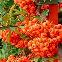 Pyracantha Plant - Orange Glow