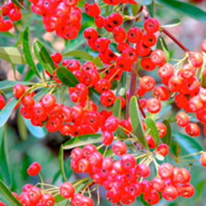 Pyracantha Plant - Red