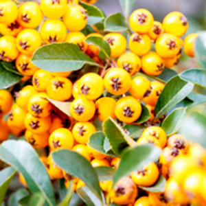 Pyracantha Plant - Yellow