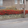 Pyracantha Red Colum Potted Plants - 40cm+ x 10