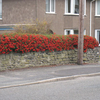 Pyracantha Red Colum Potted Plants - 60cm+ x 20