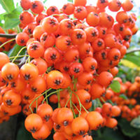 Pyracantha Saphyr Plant - Cadange