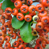Pyracantha Saphyr Plant - Cadrou