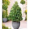 Pyramid Bay Tree Plant