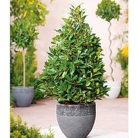 Pyramid Bay Tree Plant