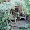 Pyrus salicifolia pendula Tree