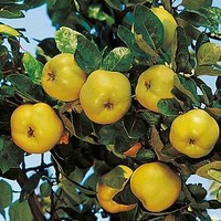 Quince Dwarf Fruit Tree