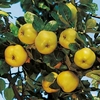 Quince Dwarf Fruit Tree