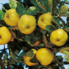 Quince Tree
