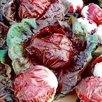 Radicchio Seeds - Palla Rossa Red Devil