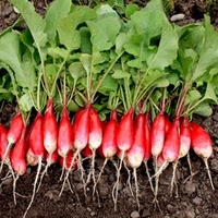 Radish (Organic) Seeds - French Breakfast