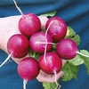 Radish Seeds - Amethyst
