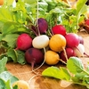 Radish Seeds - Mixture