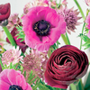 Ranunculus Bulbs - Pauline Violet