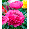 Ranunculus Bulbs - Pink