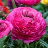 Ranunculus Bulbs - Pink