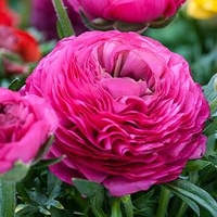 Ranunculus Bulbs - Pink