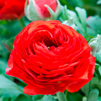 Ranunculus Bulbs - Red