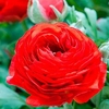 Ranunculus Bulbs - Red