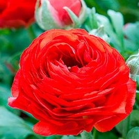 Ranunculus Bulbs - Red