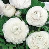 Ranunculus Bulbs - White