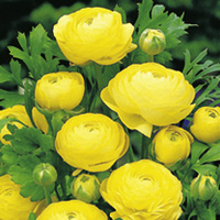 Ranunculus Bulbs - Yellow