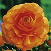 Ranunculus Bulbs