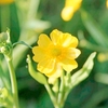 Ranunculus flammula Plant