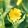 Ranunculus flammula Plant