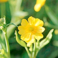Ranunculus flammula Plant