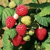 Raspberry Bare Root Plants - All Season Collection