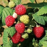 Raspberry Bare Root Plants - All Season Collection