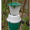 Raspberry Beetle Trap / Refill
