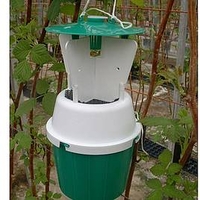 Raspberry Beetle Trap / Refill