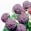 Raspberry Glen Coe Plant - GI313