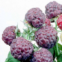 Raspberry Glen Coe Plant - GI313