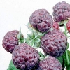 Raspberry Plant - Glen Coe