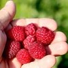 Raspberry Plant - Little Sweet Sister