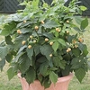Raspberry Plant - Summer Lovers Patio Gold