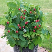 Raspberry Plant - Summer Lovers Patio Red