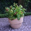Raspberry Plant - Yummy