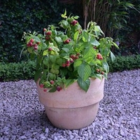 Raspberry Plant - Yummy