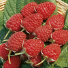 Raspberry Plants - 4 Month Collection
