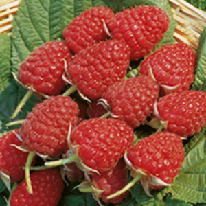 Raspberry Plants - 4 Month Collection